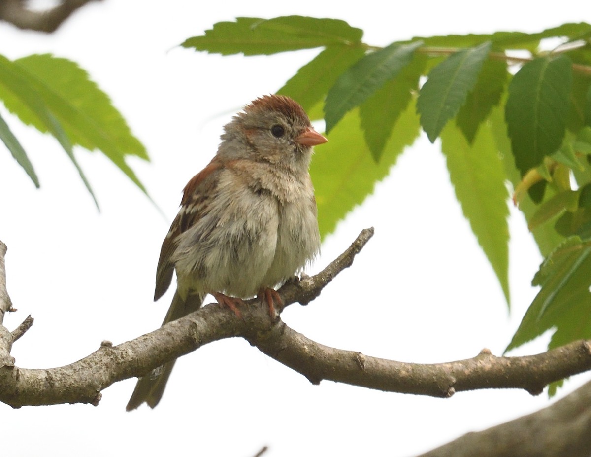 Field Sparrow - ML620245114