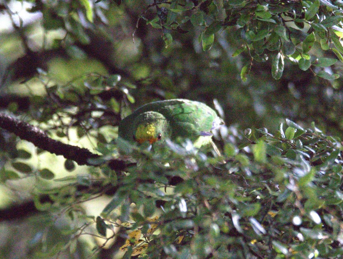 Malherbe's Parakeet - ML620245115