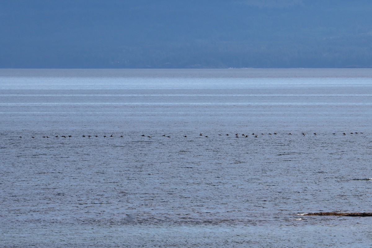 White-winged Scoter - ML620245118