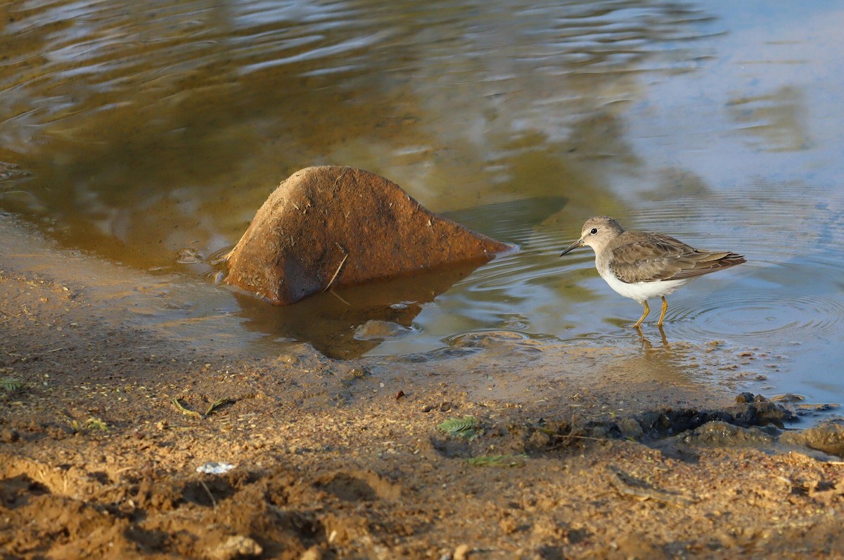 Temminck's Stint - ML620245121