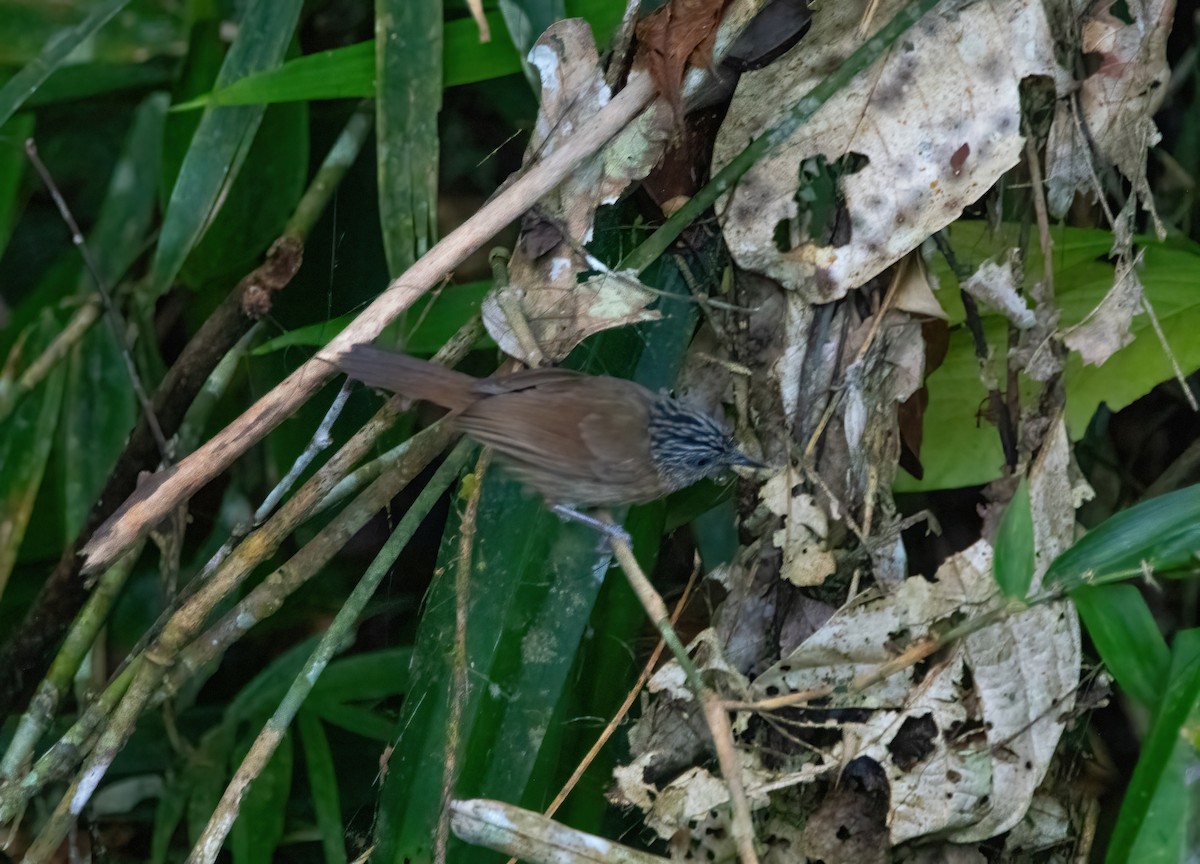 Brown Tit-Babbler - ML620245124