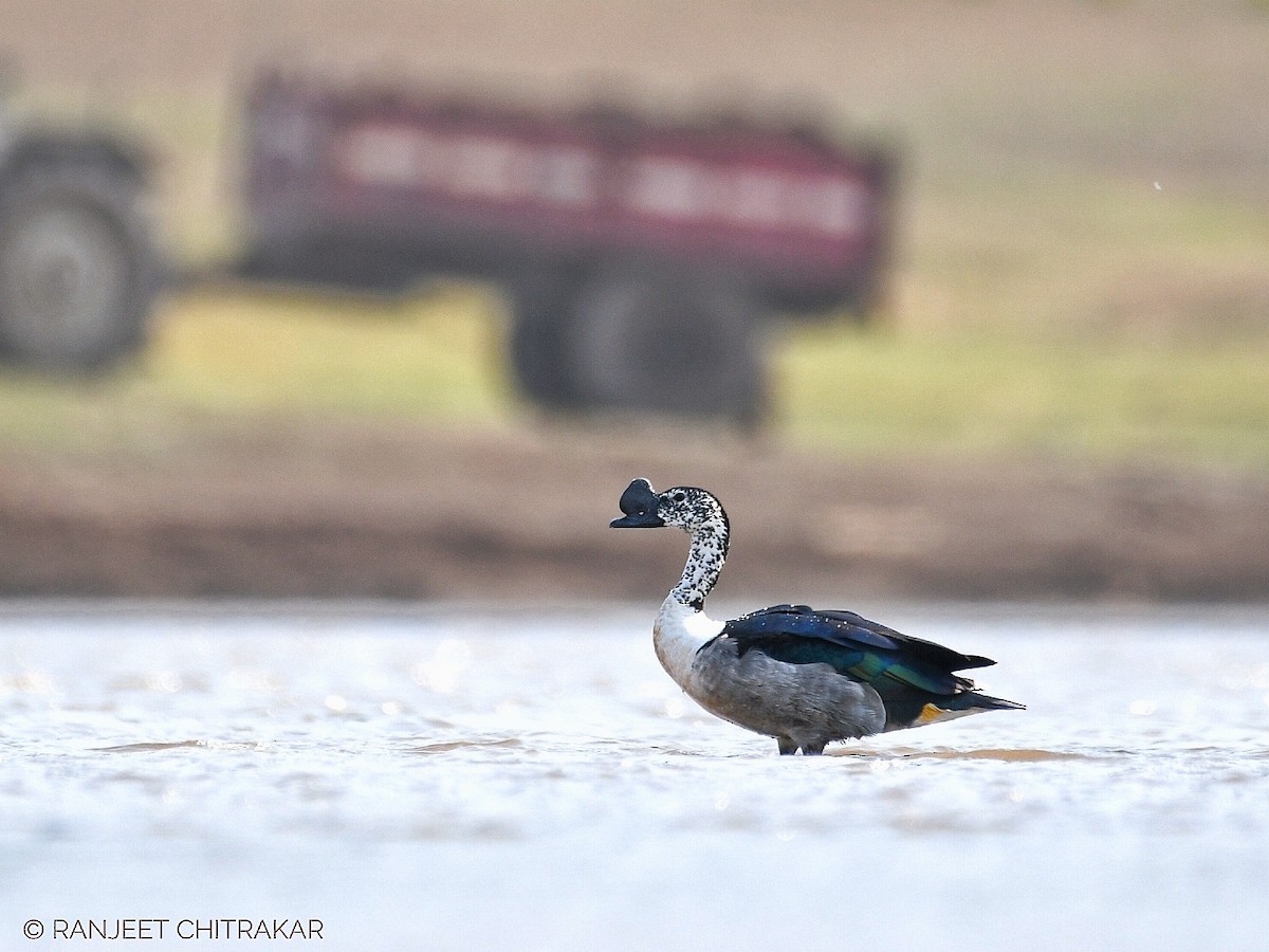 Knob-billed Duck - ML620245125