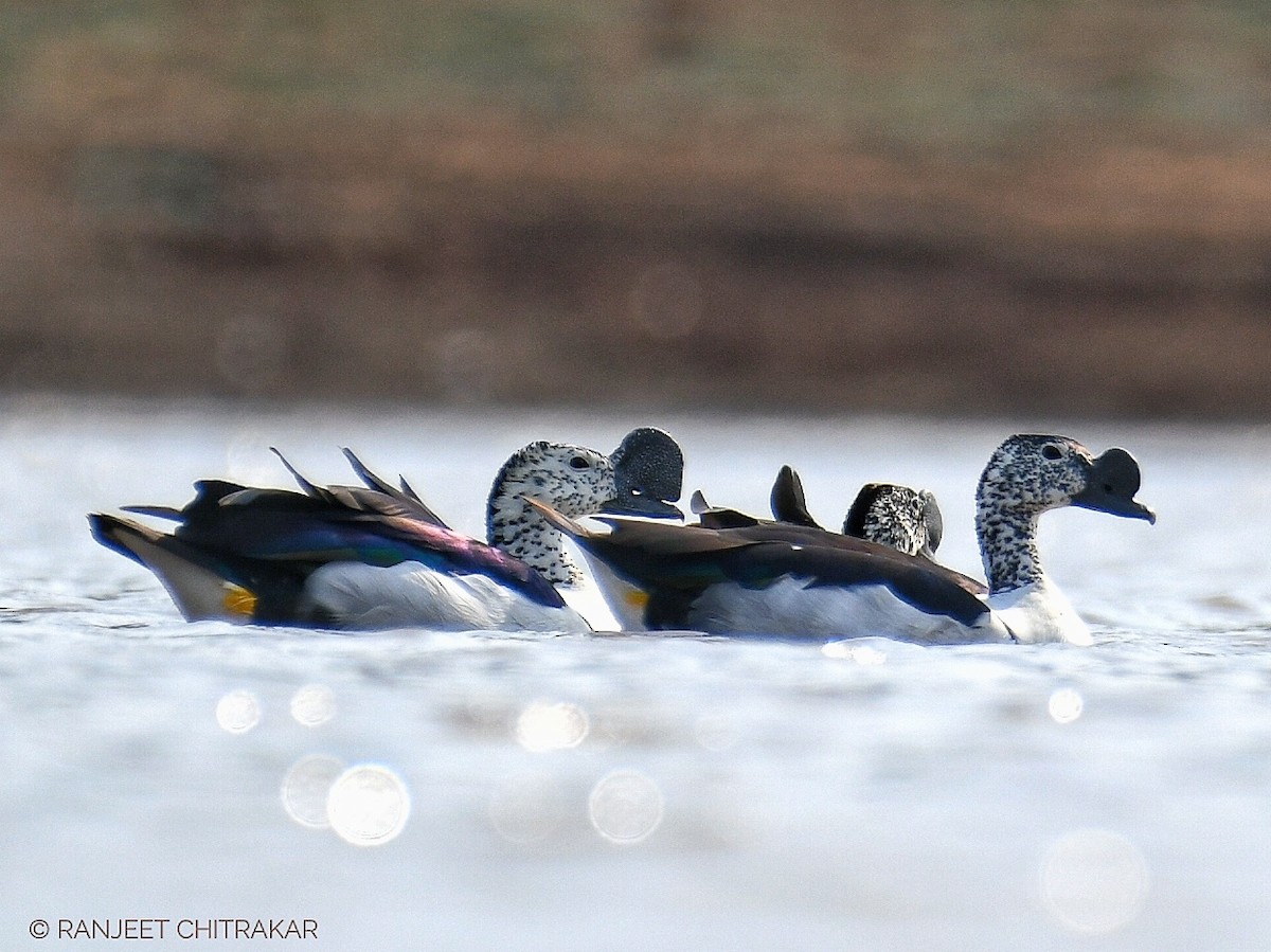 Canard à bosse - ML620245129