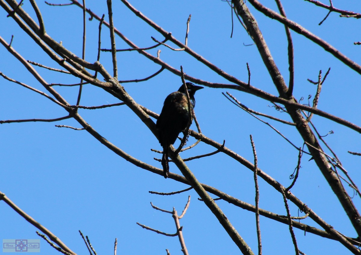 Common Grackle - ML620245130