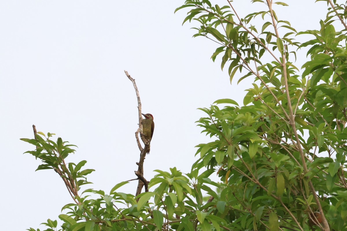 Golden-olive Woodpecker - ML620245135