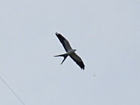 Swallow-tailed Kite - ML620245141
