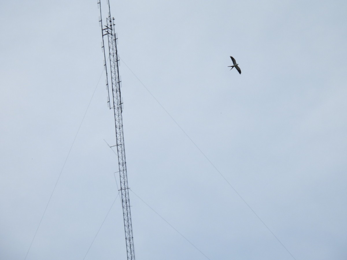 Swallow-tailed Kite - ML620245142
