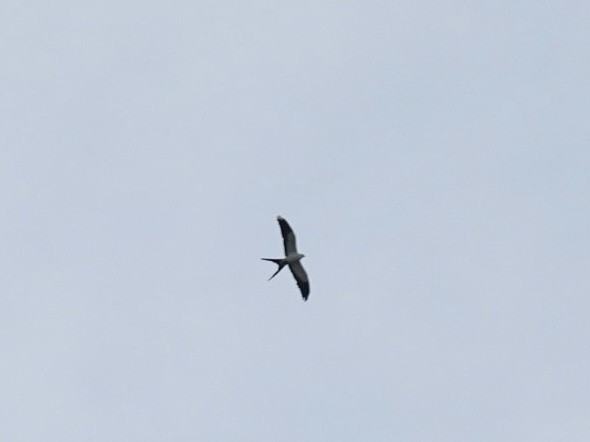 Swallow-tailed Kite - ML620245143