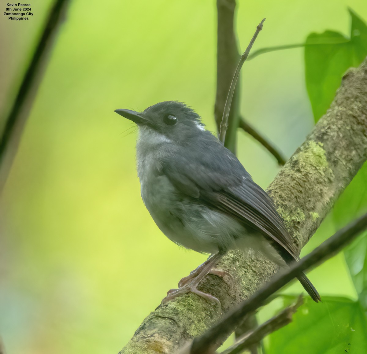 Little Slaty Flycatcher - ML620245149