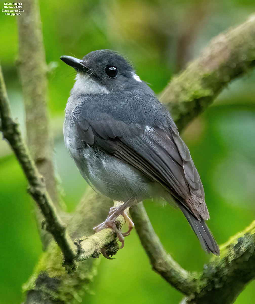 Little Slaty Flycatcher - ML620245152