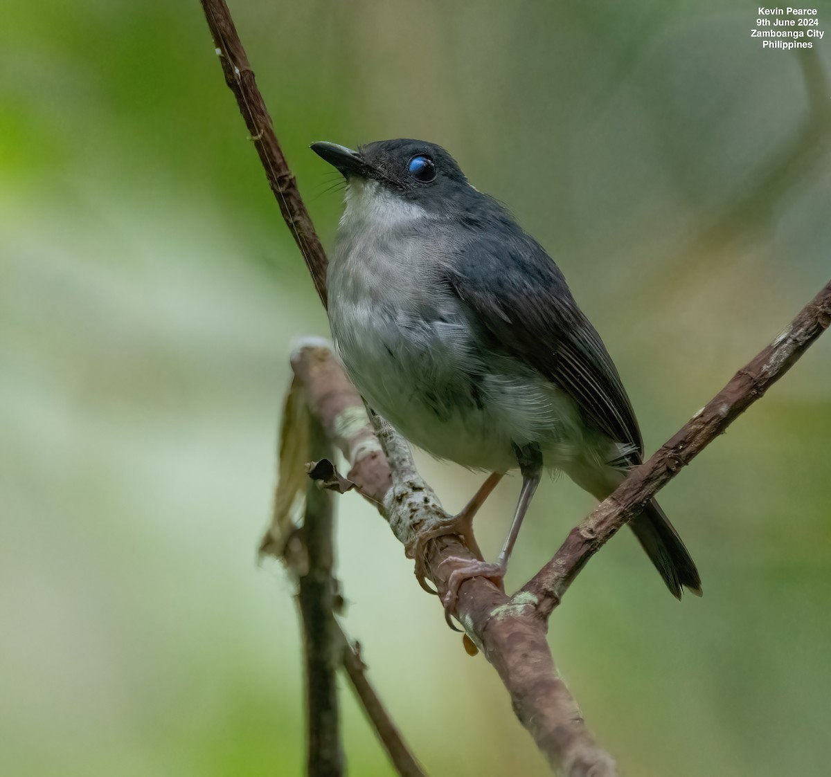 Little Slaty Flycatcher - ML620245157