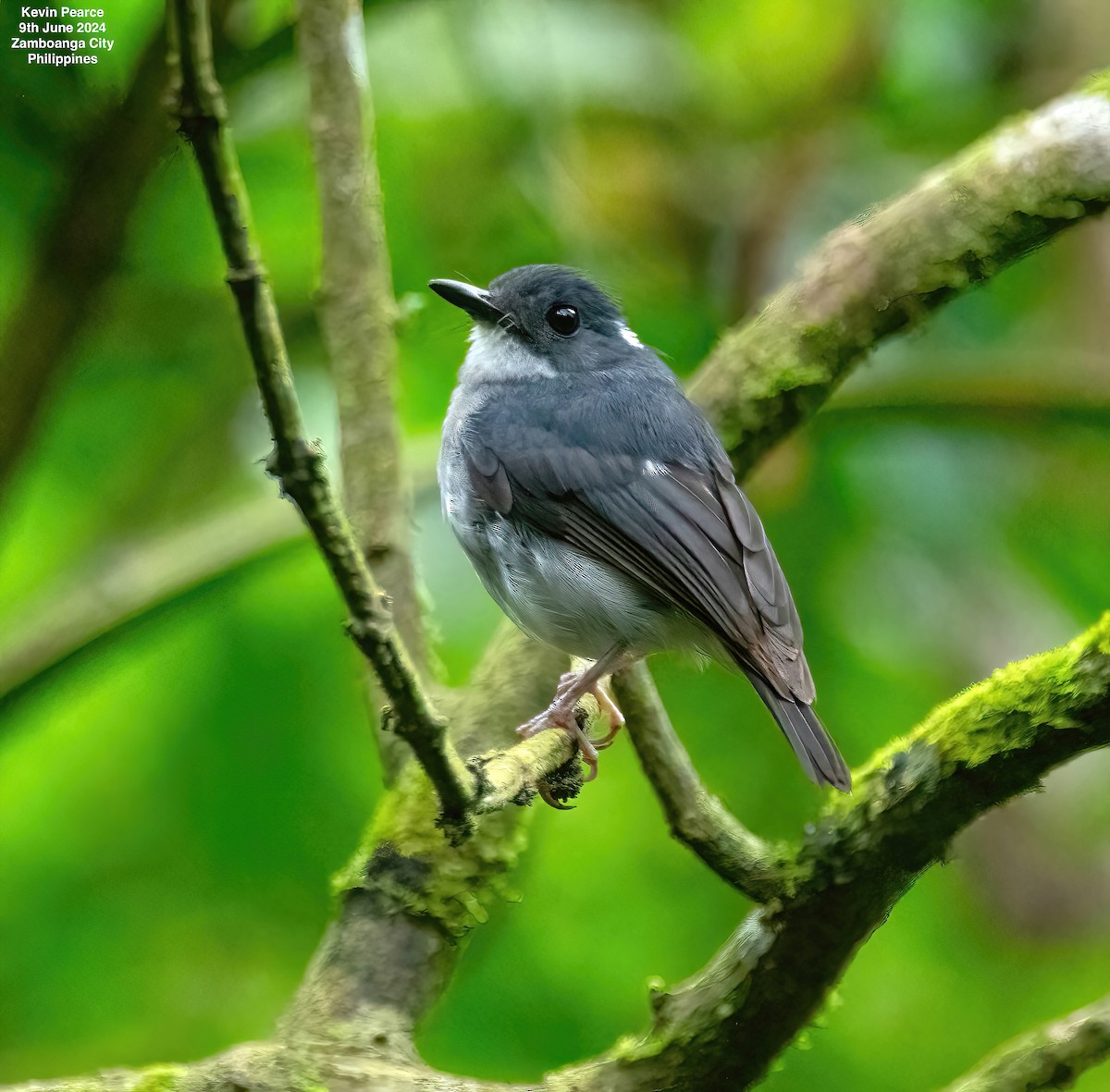 Little Slaty Flycatcher - ML620245161