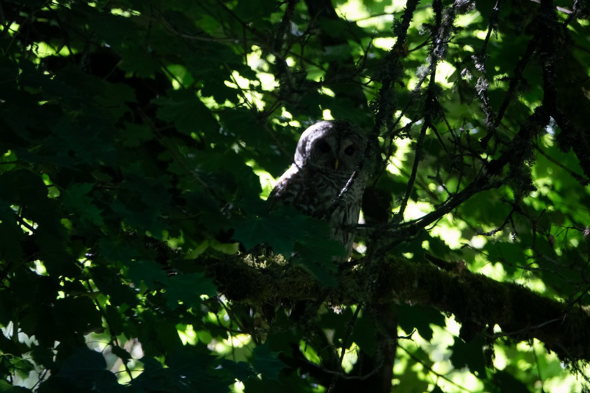 Barred Owl - ML620245164