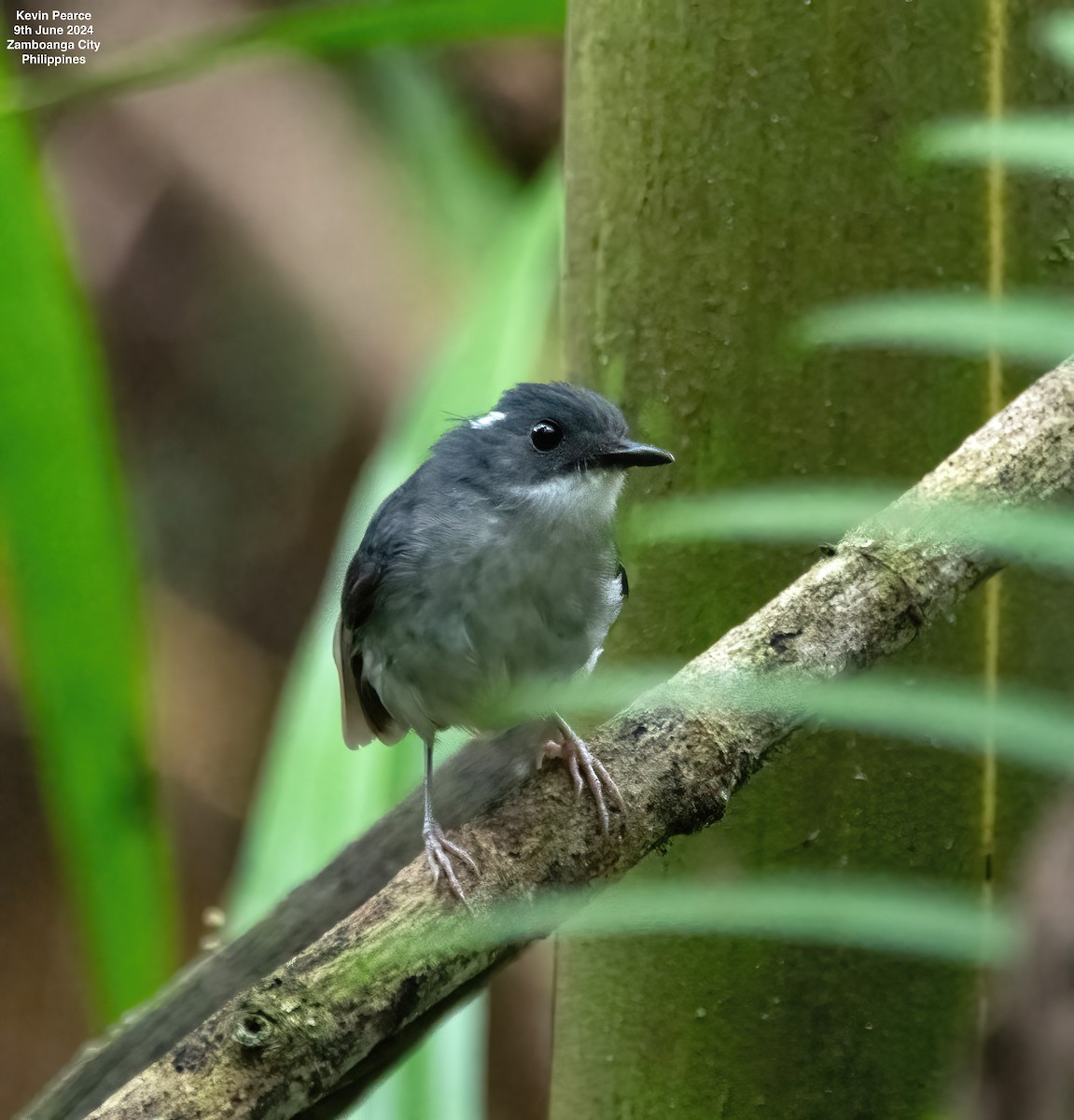 Little Slaty Flycatcher - ML620245166