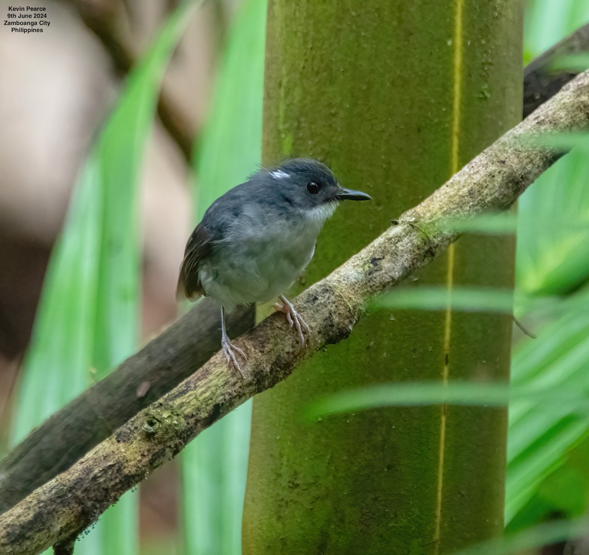 Little Slaty Flycatcher - ML620245167