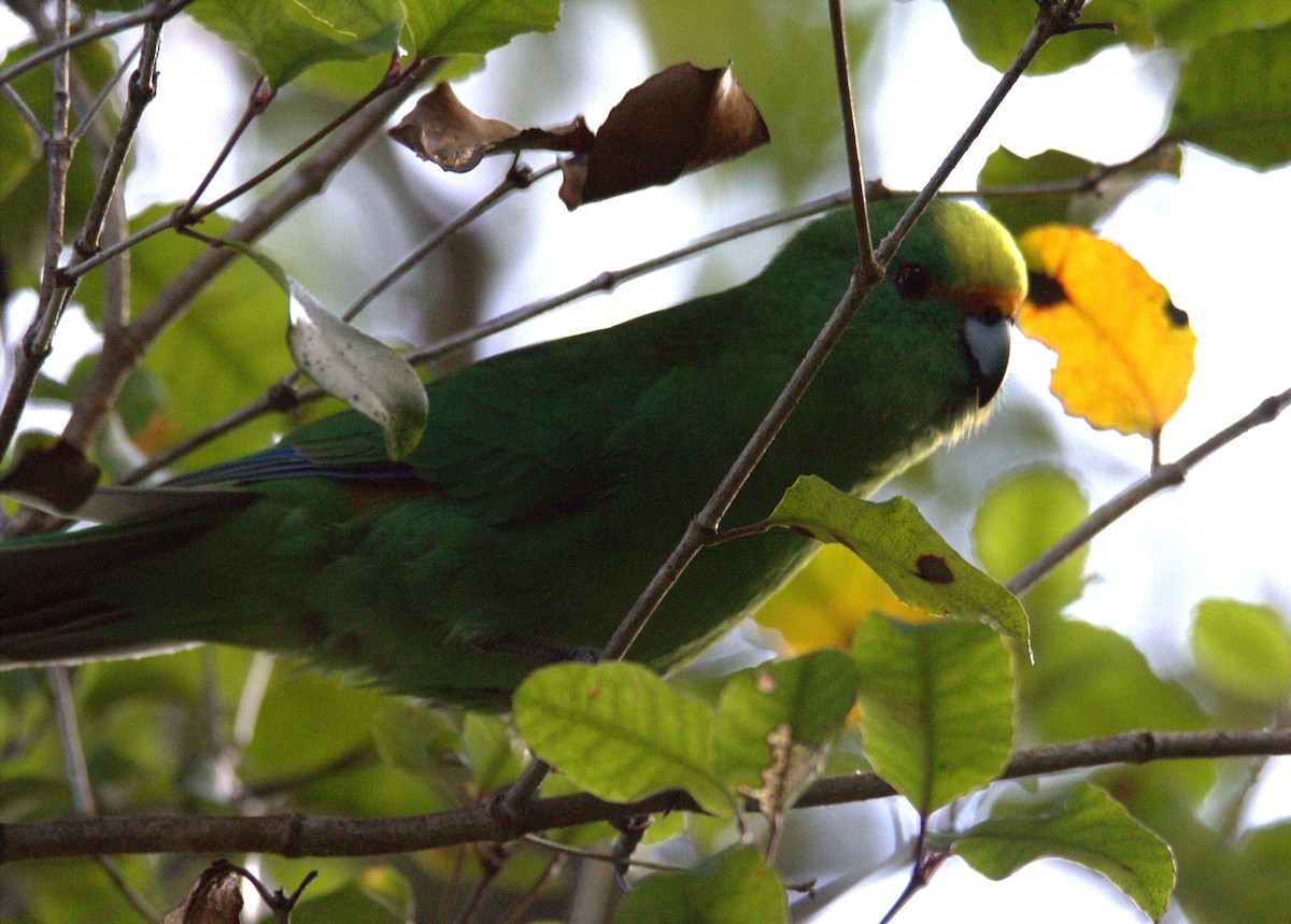 Malherbe's Parakeet - Phil Smith