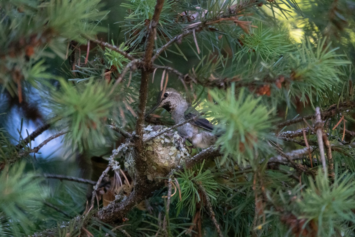 Anna's Hummingbird - ML620245174