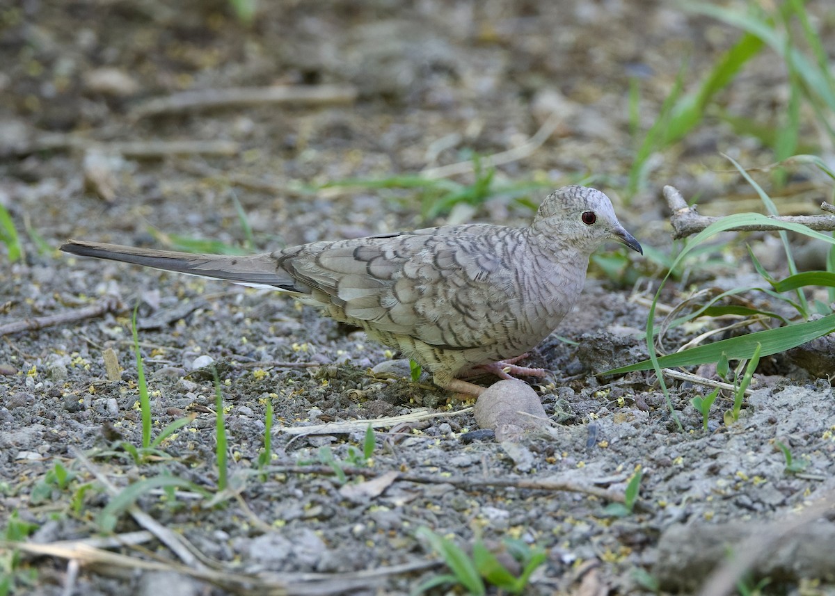 Inca Dove - ML620245178