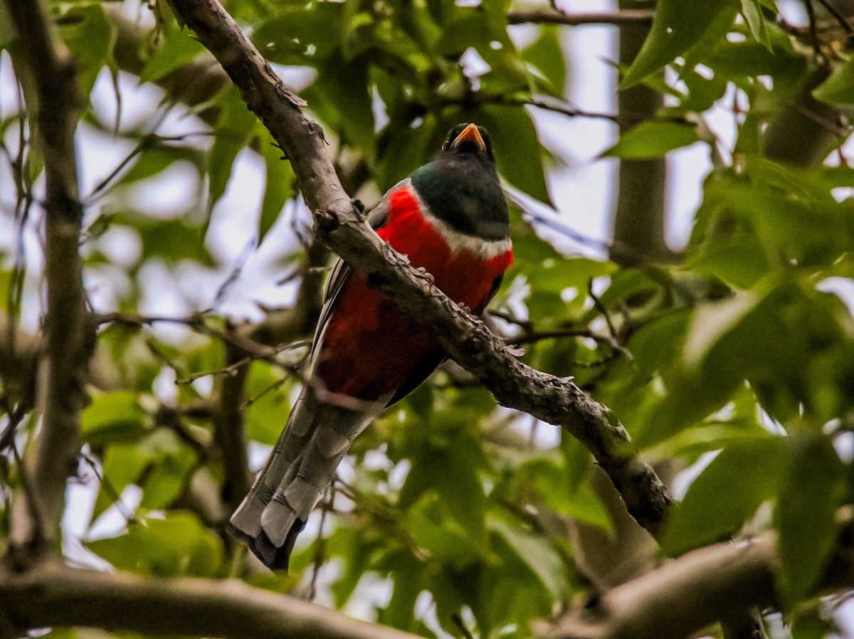 trogon krásný [skupina ambiguus] - ML620245180