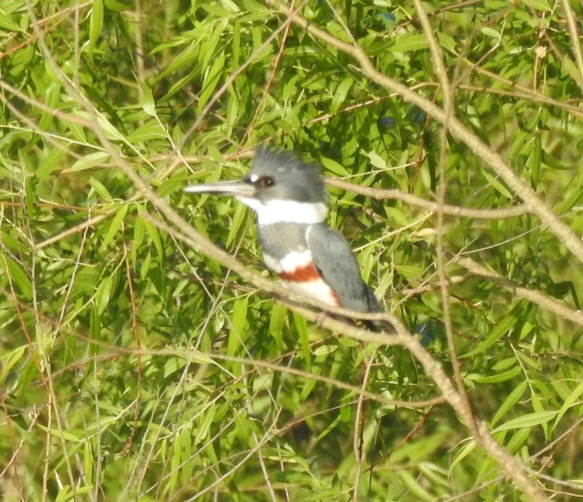 Belted Kingfisher - ML620245188
