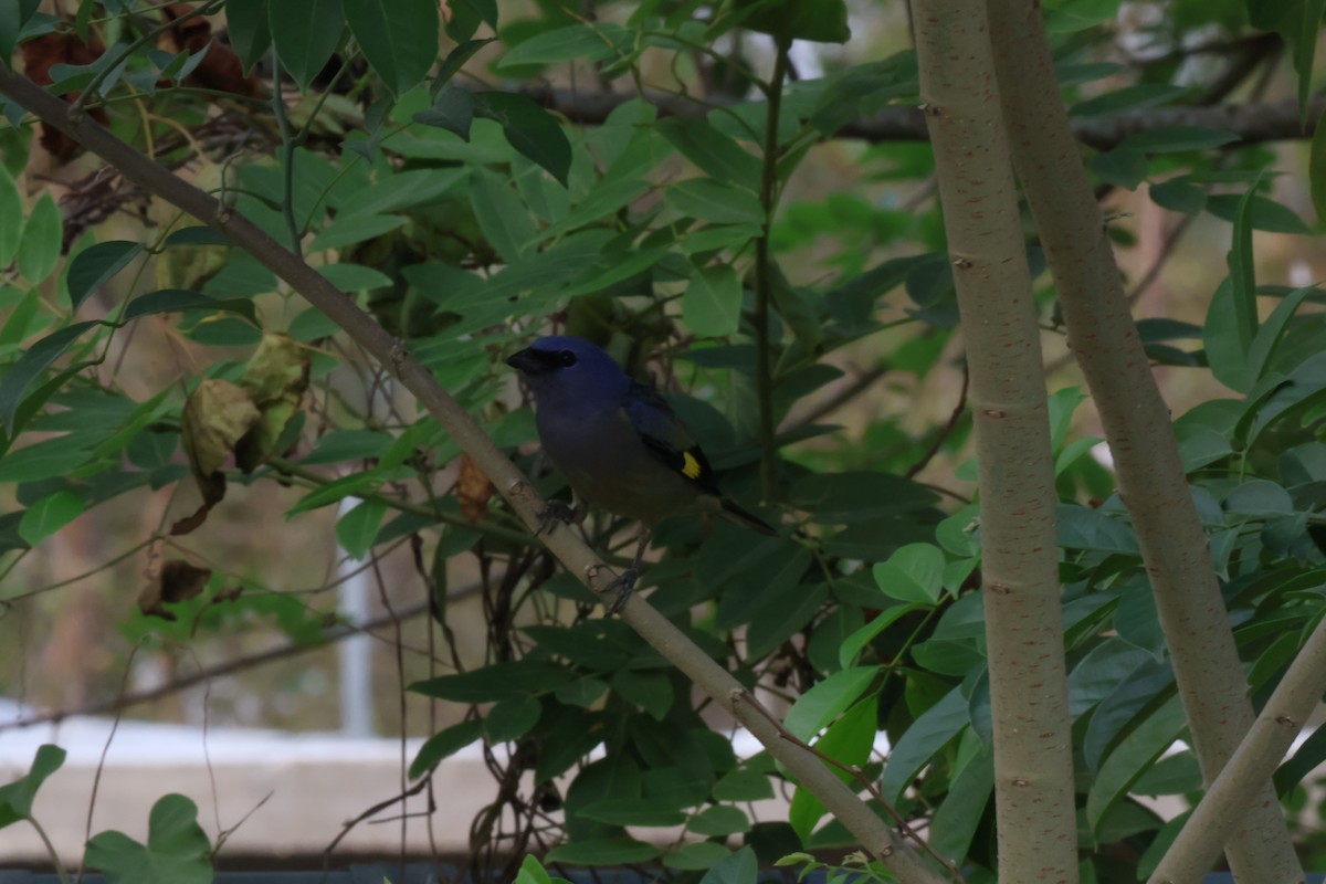 Yellow-winged Tanager - ML620245193