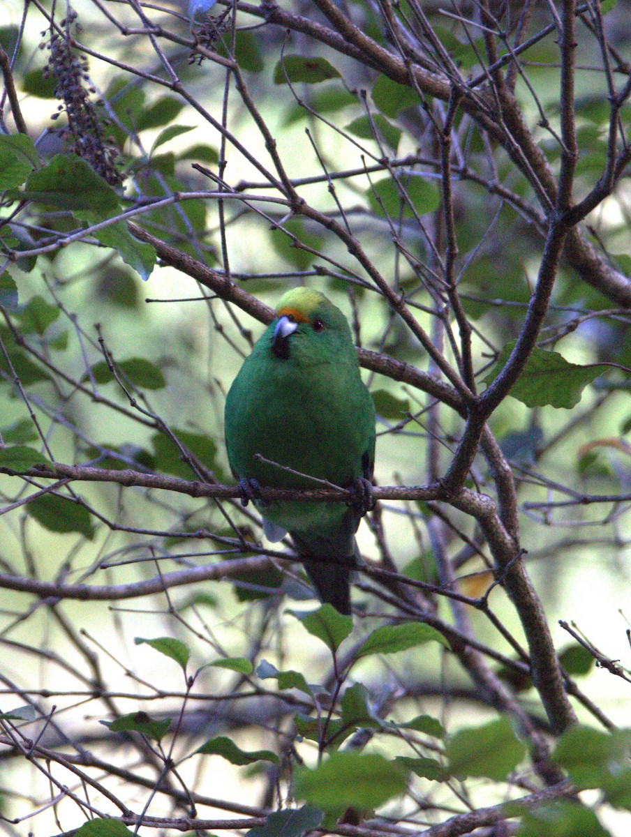 Malherbe's Parakeet - ML620245198