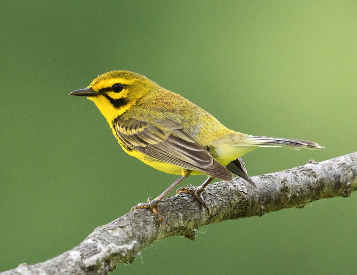 Prairie Warbler - ML620245205