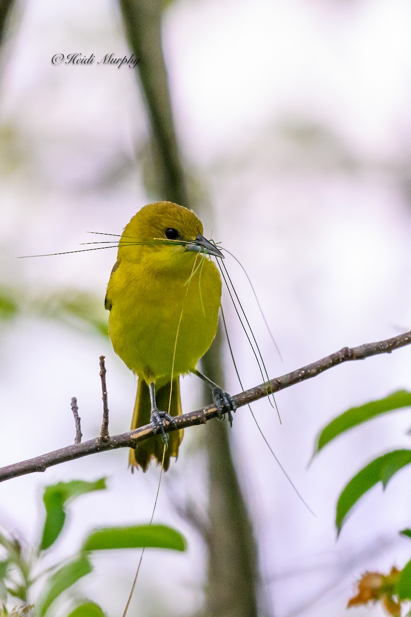 Orchard Oriole - ML620245212