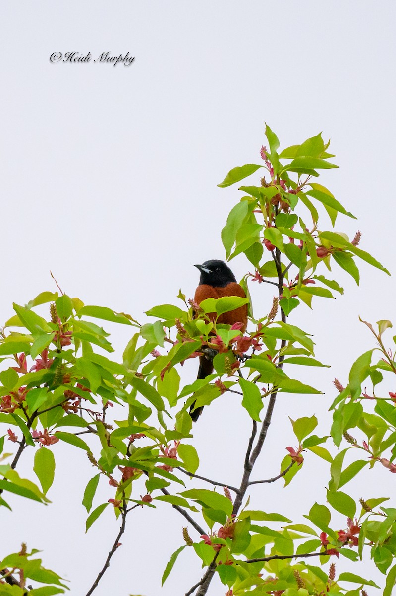 Orchard Oriole - ML620245220