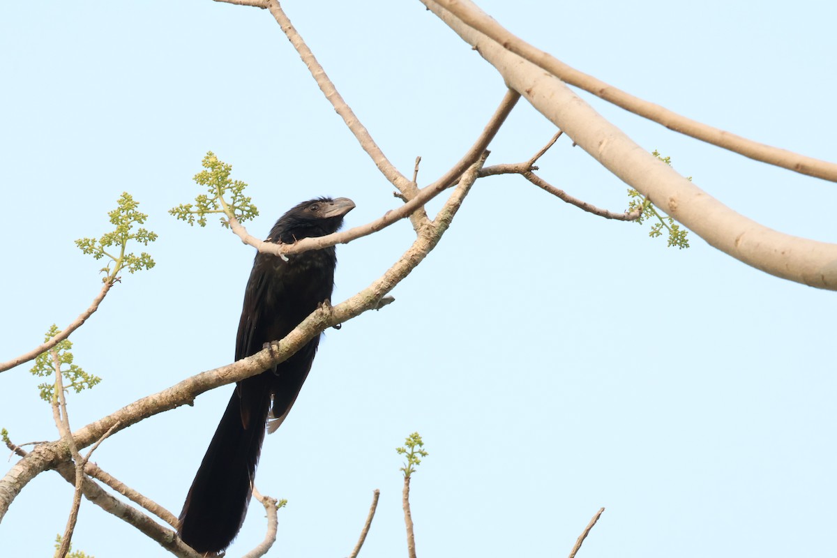 Groove-billed Ani - ML620245226