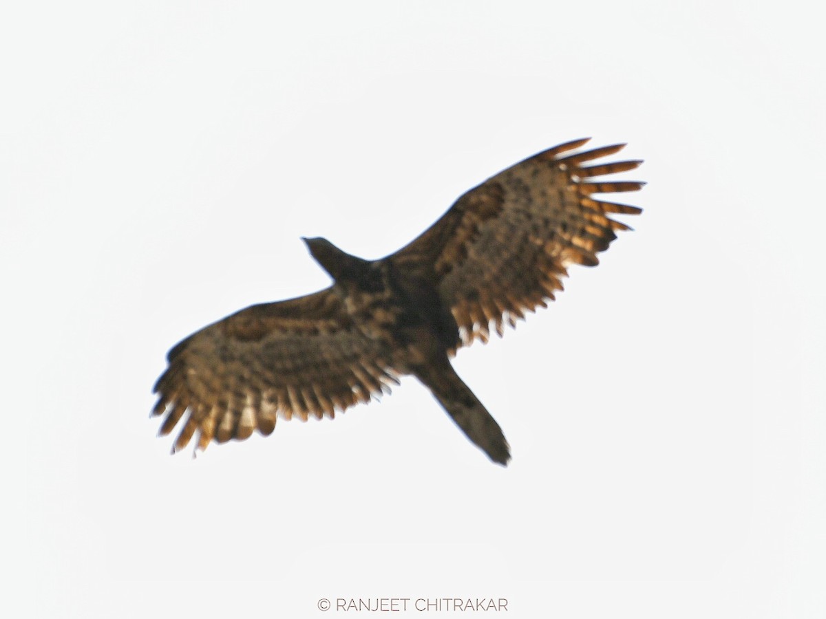 Oriental Honey-buzzard - ML620245231