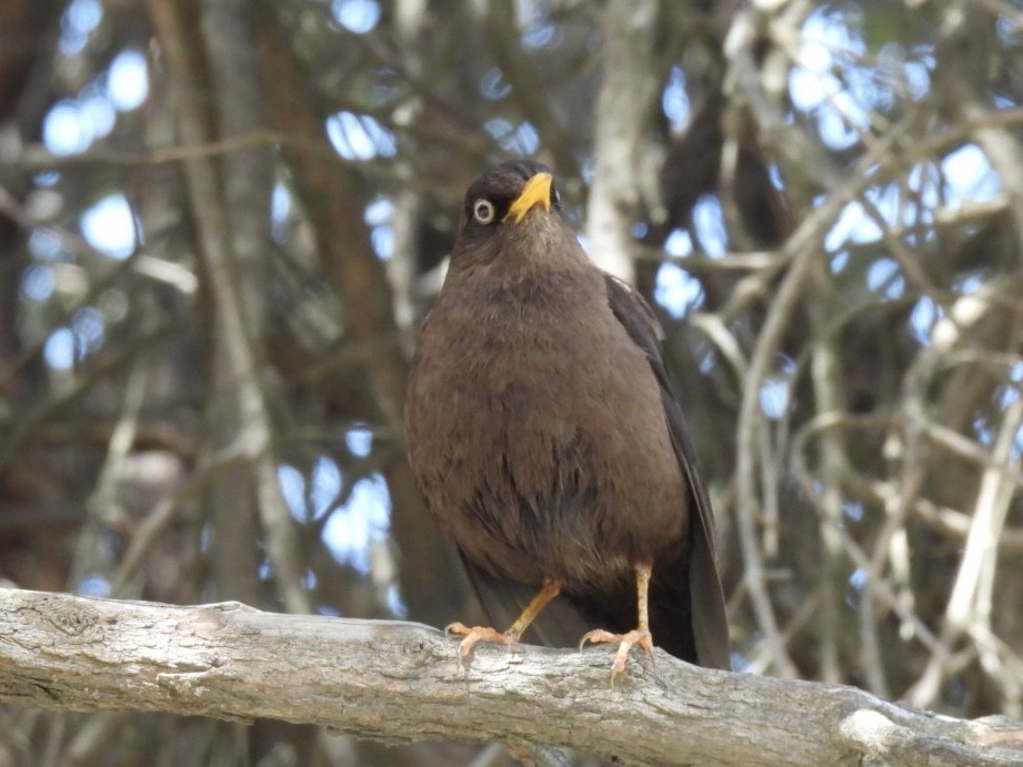 Sooty Thrush - Claire J.