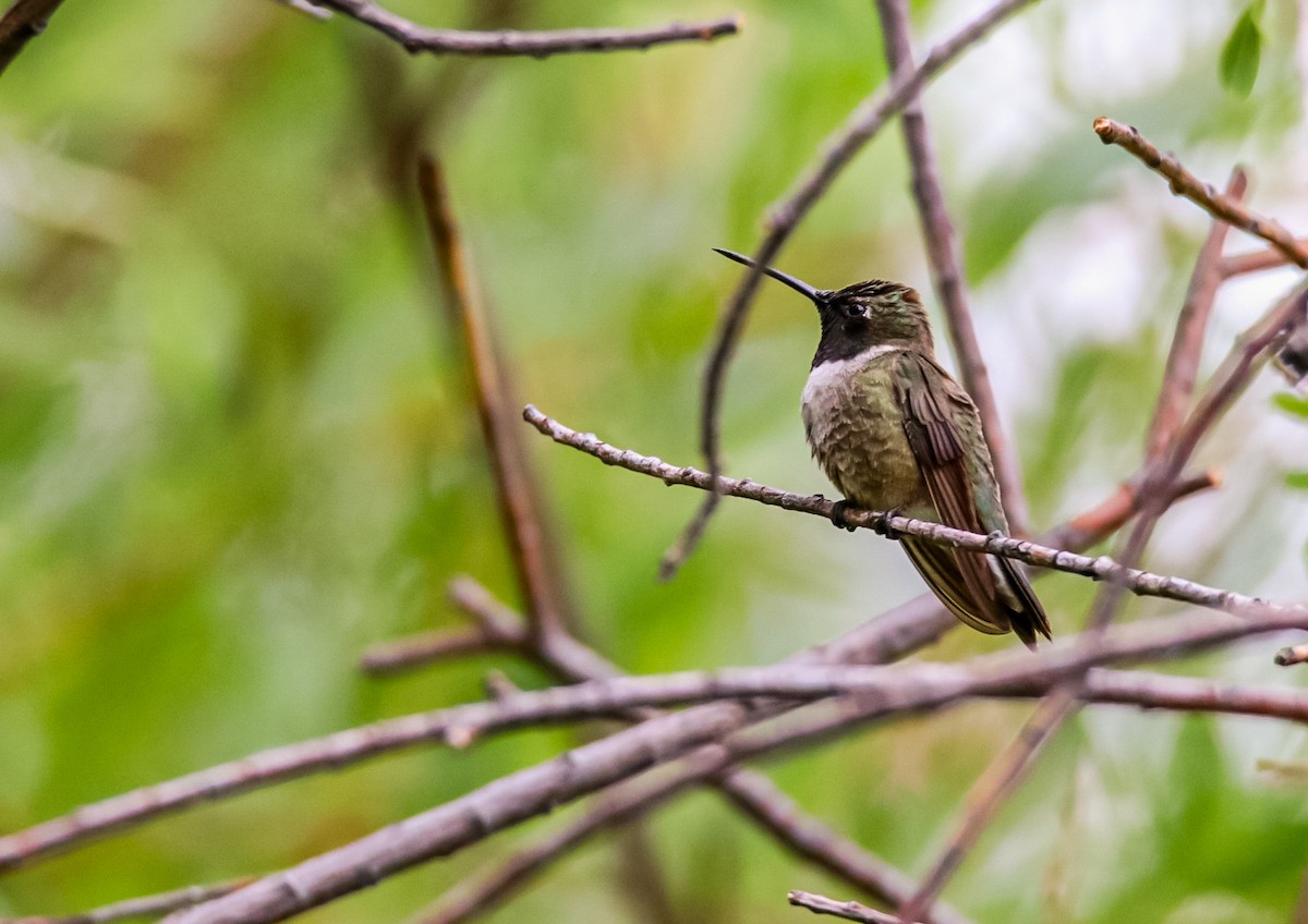 Black-chinned Hummingbird - ML620245240