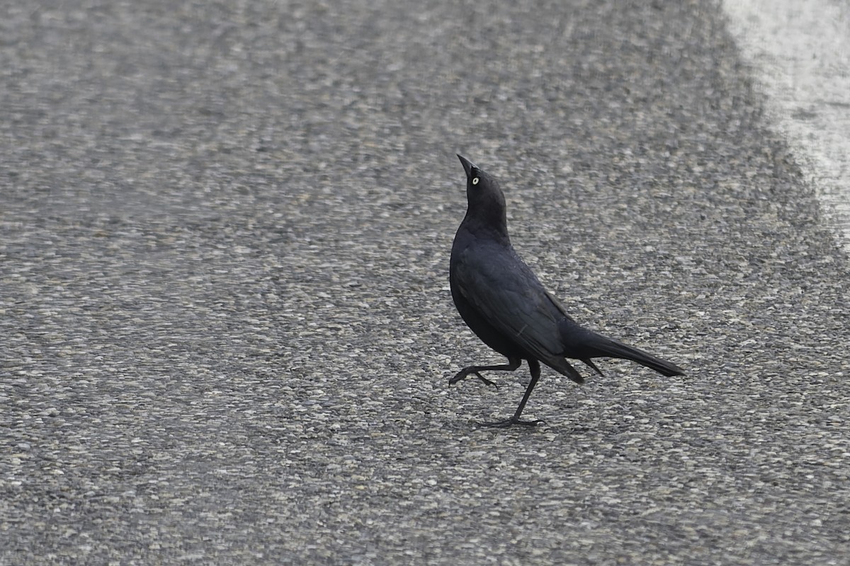 Brewer's Blackbird - ML620245246