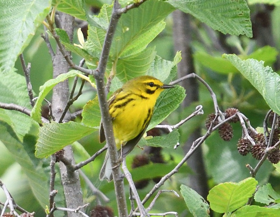 Prairie Warbler - ML620245248