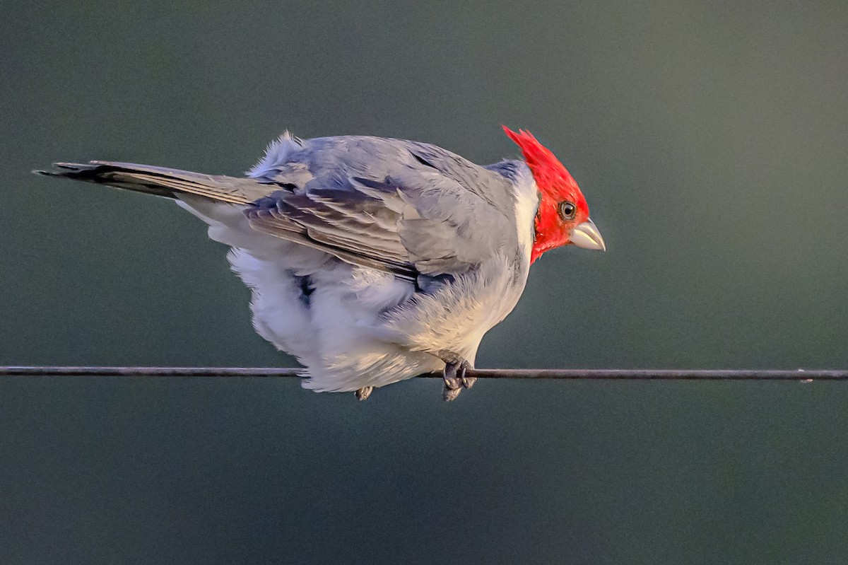 Red-crested Cardinal - ML620245251