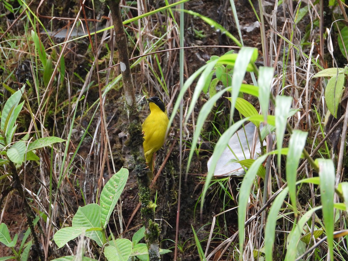 Olive-crowned Yellowthroat - ML620245255