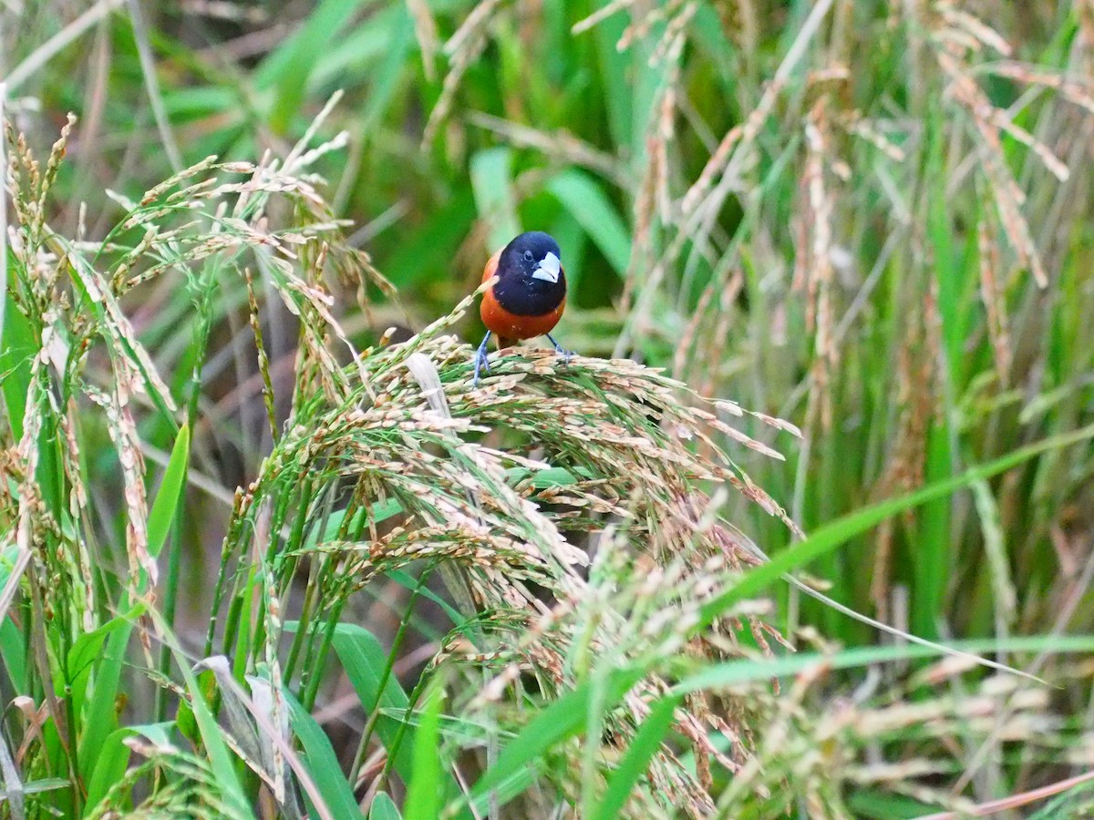 Chestnut Munia - ML620245261