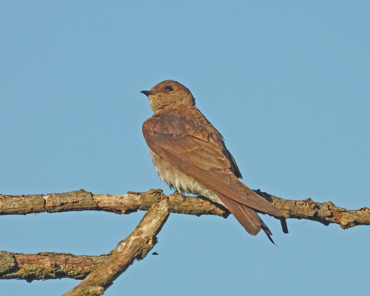 Northern Rough-winged Swallow - ML620245263