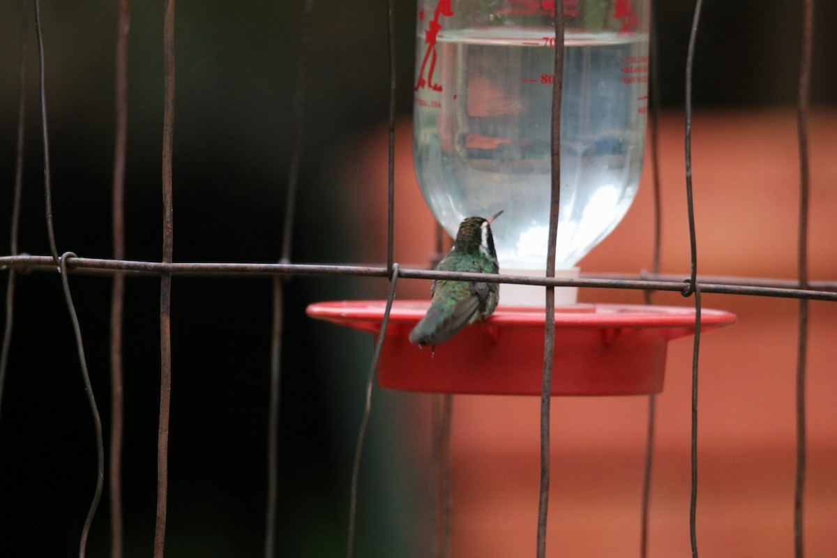 kolibřík bělouchý - ML620245268