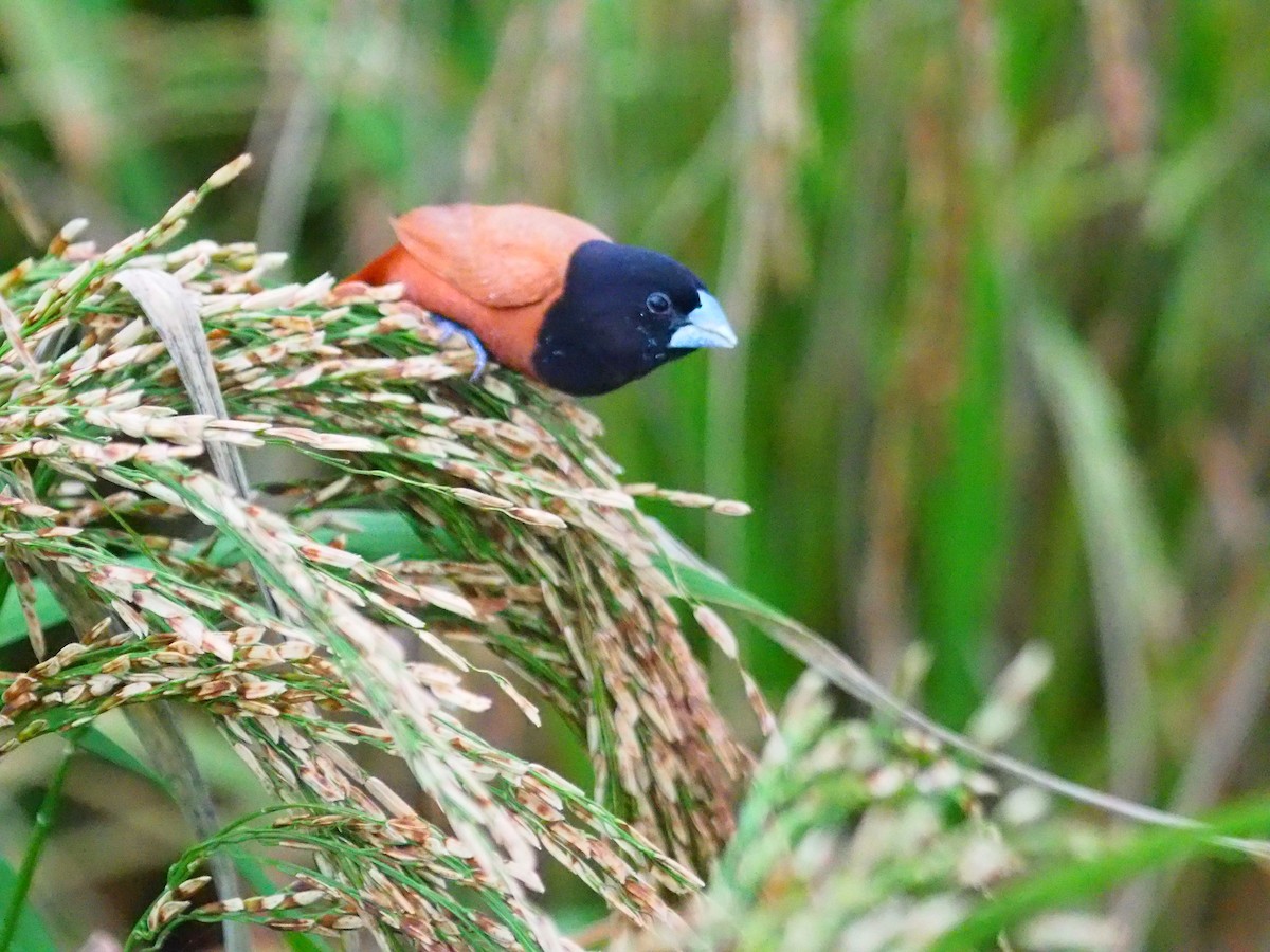 Chestnut Munia - ML620245273