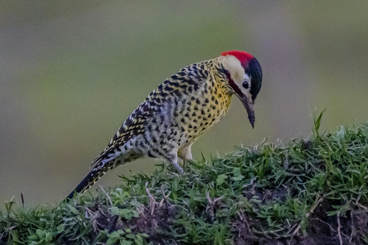 Green-barred Woodpecker - ML620245274