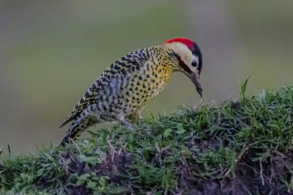 Green-barred Woodpecker - ML620245277