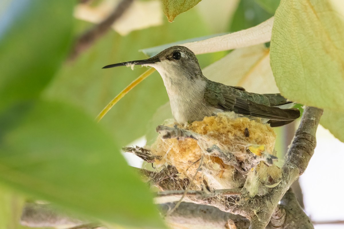 Black-chinned Hummingbird - Gaurav Manglik