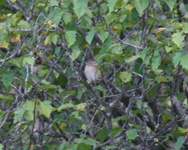 Field Sparrow - ML620245285