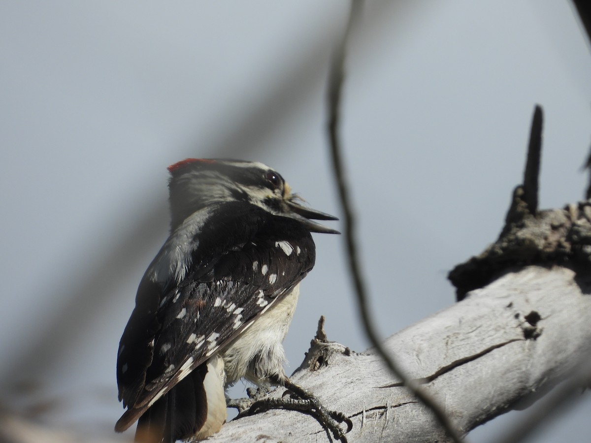 Hairy Woodpecker (Rocky Mts.) - ML620245289
