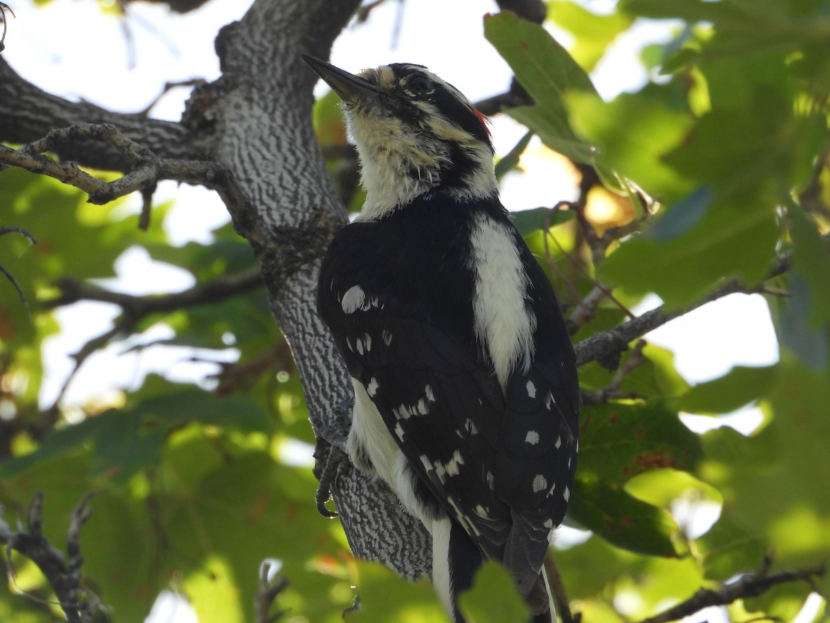 Hairy Woodpecker (Rocky Mts.) - ML620245290