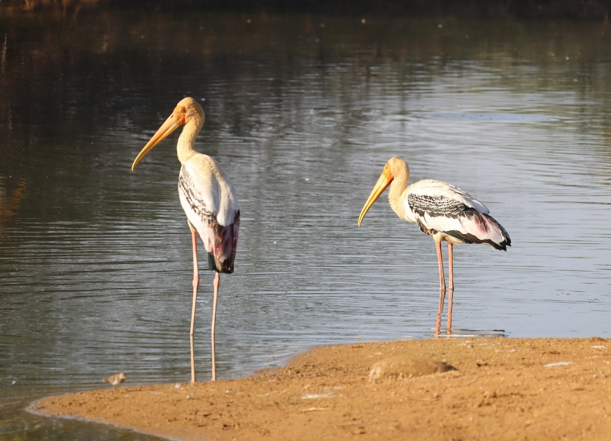 Painted Stork - ML620245291