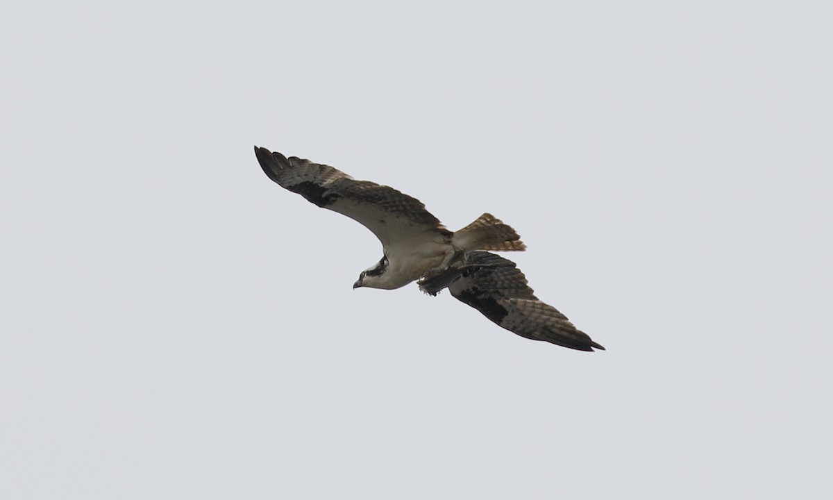 Osprey - ML620245299