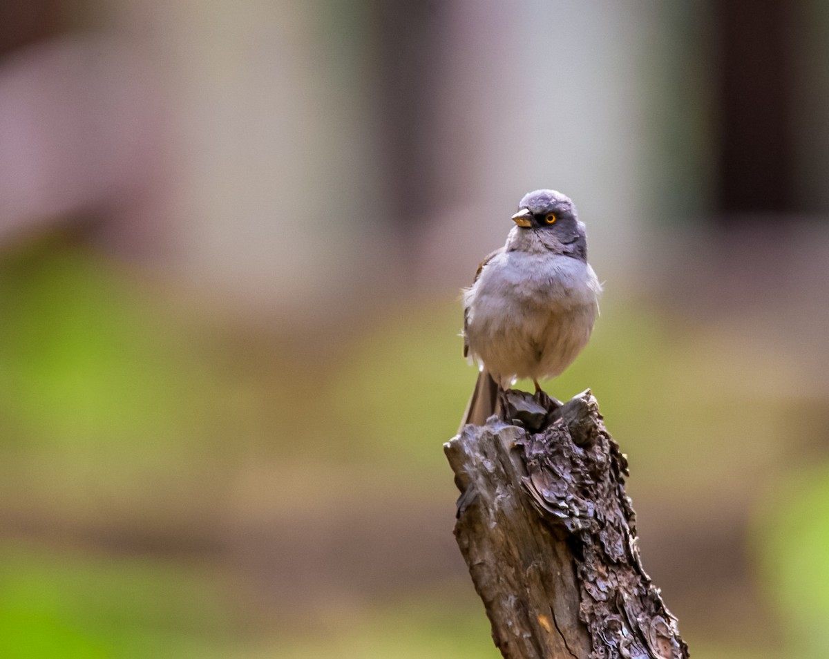 Yellow-eyed Junco - ML620245302